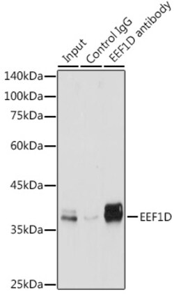 Invitrogen EEF1D Polyclonal Antibody 100 &mu;L; Unconjugated:Antibodies,