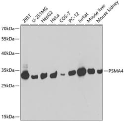 Invitrogen PSMA4 Polyclonal Antibody 100 &mu;L; Unconjugated:Antibodies,