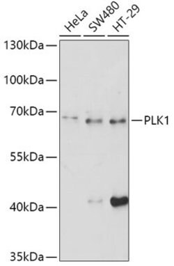 PLK1 Polyclonal Antibody, Invitrogen 100 &mu;L; Unconjugated:Antibodies,