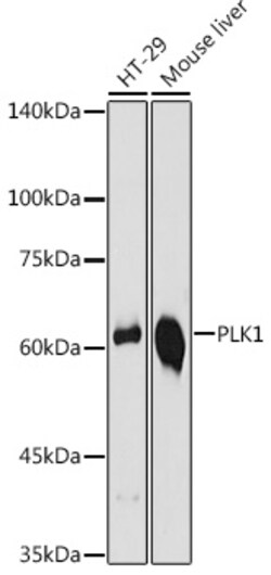 PLK1 Polyclonal Antibody, Invitrogen 100 &mu;L; Unconjugated:Antibodies,