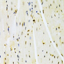 Invitrogen HMGB1 Polyclonal Antibody 100 &mu;L; Unconjugated:Antibodies,
