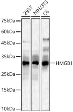 Invitrogen HMGB1 Polyclonal Antibody 100 &mu;L; Unconjugated:Antibodies,