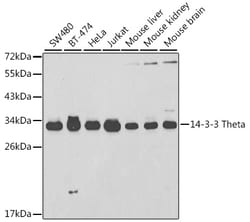 Invitrogen 14-3-3 theta Polyclonal Antibody 100 &mu;L | Buy Online | Invitrogen&trade; | Fisher Scientific