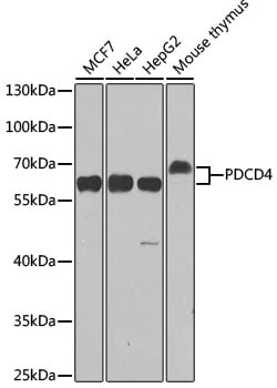 Invitrogen PDCD4 Polyclonal Antibody 100 &mu;L; Unconjugated:Antibodies,