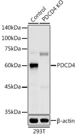 Invitrogen PDCD4 Polyclonal Antibody 100 &mu;L; Unconjugated:Antibodies,