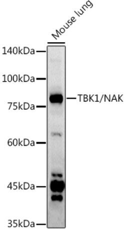Invitrogen TBK1 Polyclonal Antibody 100 &mu;L; Unconjugated:Antibodies,
