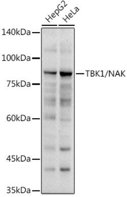 Invitrogen TBK1 Polyclonal Antibody 100 &mu;L; Unconjugated:Antibodies,