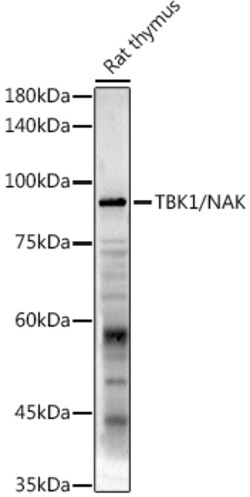 Invitrogen TBK1 Polyclonal Antibody 100 &mu;L; Unconjugated:Antibodies,