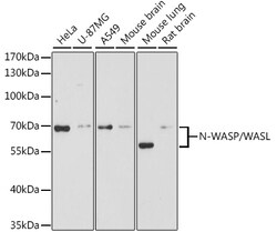 Invitrogen N-WASP Polyclonal Antibody 100 &mu;L | Buy Online | Invitrogen&trade; | Fisher Scientific