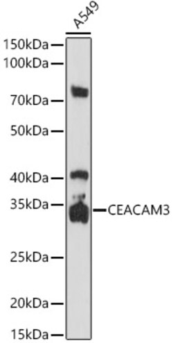 Invitrogen CEACAM3 Polyclonal Antibody 100 &mu;L; Unconjugated:Antibodies,
