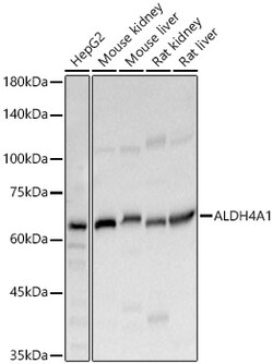 Invitrogen ALDH4A1 Polyclonal Antibody 100 &mu;L; Unconjugated:Antibodies,