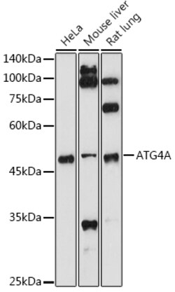 Invitrogen ATG4A Polyclonal Antibody 100 &mu;L; Unconjugated:Antibodies,