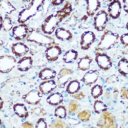 Invitrogen COX5B Polyclonal Antibody 100 &mu;L; Unconjugated:Antibodies,