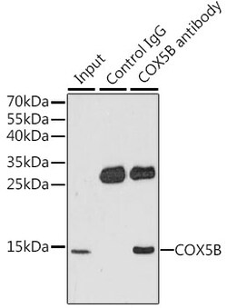 Invitrogen COX5B Polyclonal Antibody 100 &mu;L; Unconjugated:Antibodies,
