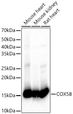 Invitrogen COX5B Polyclonal Antibody 100 &mu;L; Unconjugated:Antibodies,
