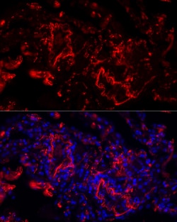 Invitrogen Elastin Polyclonal Antibody 100 &mu;L; Unconjugated:Antibodies,