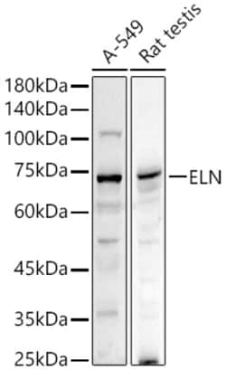 Invitrogen Elastin Polyclonal Antibody 100 &mu;L; Unconjugated:Antibodies,