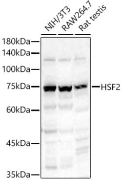 Invitrogen HSF2 Polyclonal Antibody 100 &mu;L; Unconjugated:Antibodies,