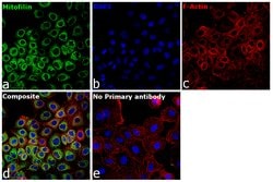Invitrogen Mitofilin Polyclonal Antibody 100 &mu;L; Unconjugated:Antibodies,