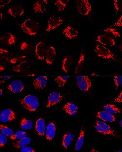 Invitrogen Mitofilin Polyclonal Antibody 100 &mu;L; Unconjugated:Antibodies,