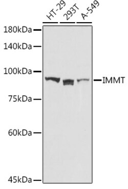 Invitrogen Mitofilin Polyclonal Antibody 100 &mu;L; Unconjugated:Antibodies,
