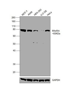 Invitrogen Mitofilin Polyclonal Antibody 100 &mu;L; Unconjugated:Antibodies,