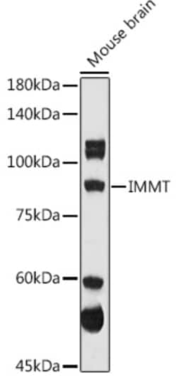 Invitrogen Mitofilin Polyclonal Antibody 100 &mu;L; Unconjugated:Antibodies,