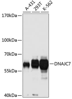 Invitrogen DNAJC7 Polyclonal Antibody 100 &mu;L; Unconjugated:Antibodies,