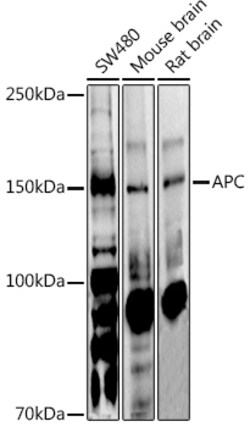 Protein APC Polyclonal Antibody, Invitrogen 100 &mu;L; Unconjugated:Antikörper