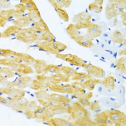 Invitrogen EDA Polyclonal Antibody 100 &mu;L; Unconjugated:Antibodies,