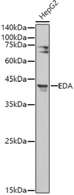 Invitrogen EDA Polyclonal Antibody 100 &mu;L; Unconjugated:Antibodies,