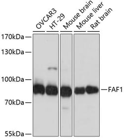 Invitrogen FAF1 Polyclonal Antibody 100 &mu;L; Unconjugated:Antibodies,
