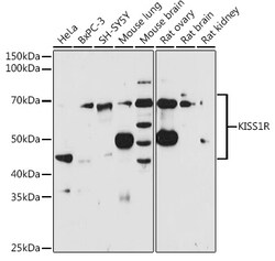 Invitrogen KISS1R Polyclonal Antibody 100 &mu;L; Unconjugated:Antibodies,