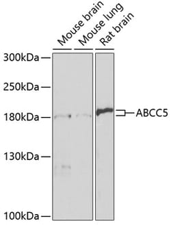 Invitrogen MRP5 Polyclonal Antibody 100 &mu;L; Unconjugated:Antibodies,