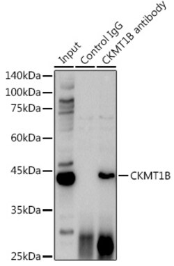 Invitrogen CKMT1B Polyclonal Antibody 100 &mu;L; Unconjugated:Antibodies,