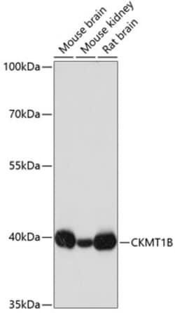 Invitrogen CKMT1B Polyclonal Antibody 100 &mu;L; Unconjugated:Antibodies,