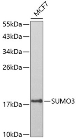 Invitrogen SUMO-3 Polyclonal Antibody 100 &mu;L | Buy Online | Invitrogen&trade; | Fisher Scientific