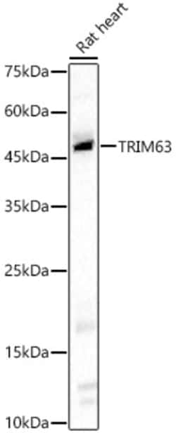 Invitrogen MURF1 Polyclonal Antibody 100 &mu;L; Unconjugated:Antibodies,