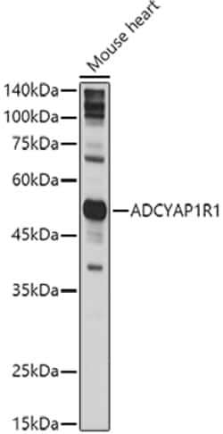 Invitrogen PACAP Receptor Polyclonal Antibody 100 &mu;L; Unconjugated:Antibodies,
