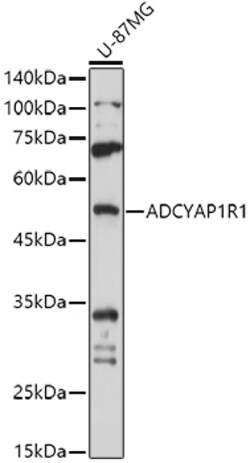 Invitrogen PACAP Receptor Polyclonal Antibody 100 &mu;L; Unconjugated:Antibodies,