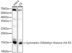 Invitrogen H4R3me2s Polyclonal Antibody 100 &mu;L | Buy Online | Invitrogen&trade; | Fisher Scientific
