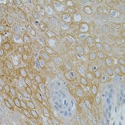 Invitrogen NTF3 Polyclonal Antibody 100 &mu;L; Unconjugated:Antibodies,