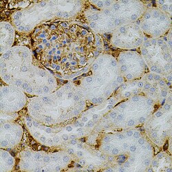 Invitrogen NTF3 Polyclonal Antibody 100 &mu;L; Unconjugated:Antibodies,