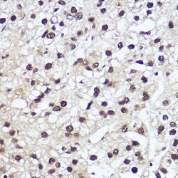 Invitrogen NFIA Polyclonal Antibody 100 &mu;L; Unconjugated:Antibodies,