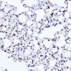 Invitrogen NFIA Polyclonal Antibody 100 &mu;L; Unconjugated:Antibodies,