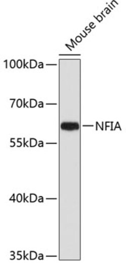 Invitrogen NFIA Polyclonal Antibody 100 &mu;L; Unconjugated:Antibodies,