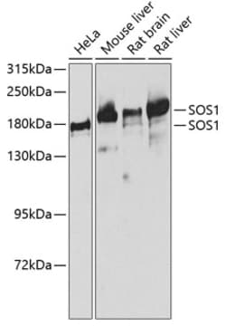 Invitrogen SOS1 Polyclonal Antibody 100 &mu;L; Unconjugated:Antibodies,