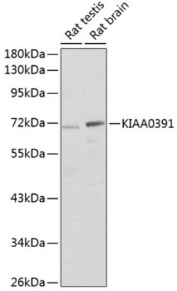 Invitrogen KIAA0391 Polyclonal Antibody 100 &mu;L; Unconjugated:Antibodies,