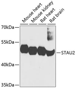 Invitrogen STAU2 Polyclonal Antibody 100 μL; Unconjugated:Antibodies,