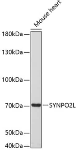 Invitrogen SYNPO2L Polyclonal Antibody 100 &mu;L; Unconjugated:Antibodies,
